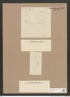 Navicula sp. (de-Toni-Nr.: Genus 1) Zeichnungen Sammlung Grunow Nr. 1359 (NHMW-BOT-W0368305)